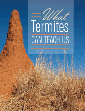 What Termites Can Teach Us