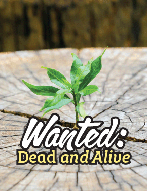 Wanted: Dead and Alive