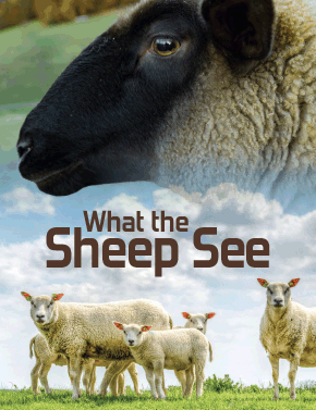 What the Sheep See