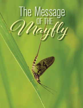 The Message of the Mayfly